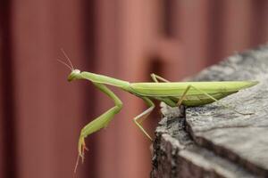 female mantis sits on a tree stump. Insect predator mantis. photo