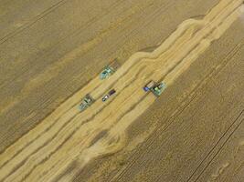 Harvesting wheat harvester. Agricultural machines harvest grain photo