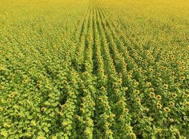 Aerial view of agricultural fields flowering oilseed. Field of s photo