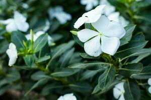 Beautiful white periwinkle flowers in the garden photo