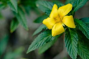 Damiana flores o turnera diffusa son hermosa amarillo floración plantas y son usado como herbario medicina foto