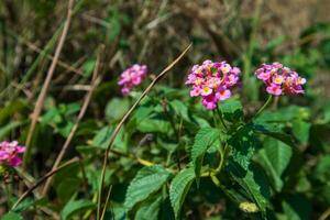 Selective focus of beautiful lantana camara, Pink Lantana Flower photo