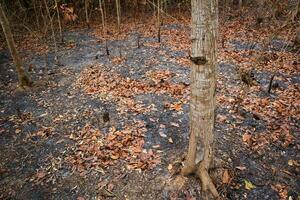 Forest fires occur in tropical forests during the dry season photo