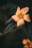 Beautiful Damiana flower or Turnera diffusa . Dark moody feel photo