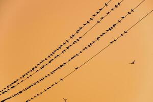 Silhouettes of swallows on wires. at sunset wire and swallows photo