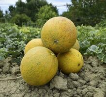 melones, desplumado desde el jardín, laico juntos en el suelo foto