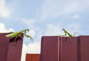 The female and the male praying mantis on a metal fence profile. photo