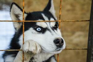 Husky Dog with different eyes. Black and white husky. Brown and photo