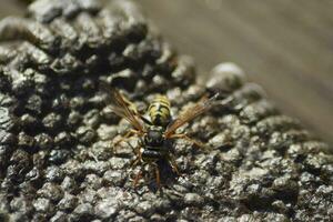 Reversed hornet's nest. photo