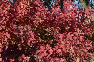 otoño color hojas de cotino coggygria. foto