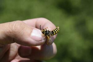 Common wasp on pinched fingers photo