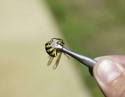 Common wasp on tweezers photo