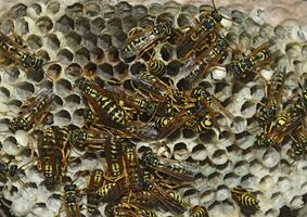 Wasp nest with wasps sitting on it. photo