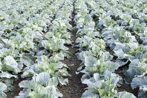 The cabbage field photo