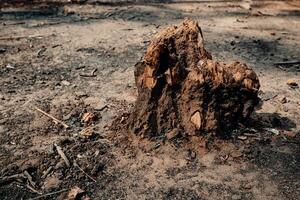 muerto árbol tocones volverse termita nidos foto