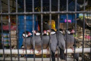 Java sparrow. Birds in cages for sale at the splendid animal market in Malang. photo