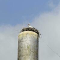 Stork on a roof of the water tower photo