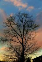 grande árbol silueta puesta de sol cielo antecedentes foto