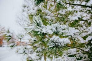 Branches of pine tree with snow photo