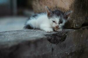 un dormido gatito teniendo terminado comiendo foto