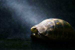 salvaje tortugas en en el lluvias foto