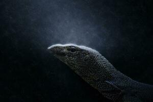 Bengal Monitor Lizard in the rains. photo