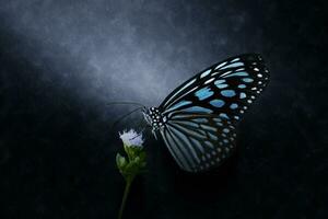 Blue glassy tiger butterfly on flower in the rains. photo