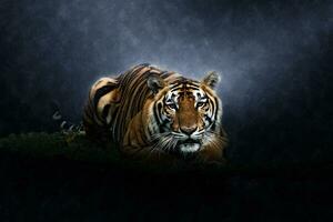 Bengal tiger in the rains. photo