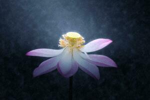 Pink lotus flower in the rains with dark background. photo