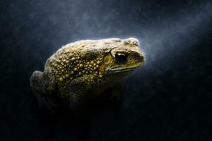 Yellow Toad in the rains. photo