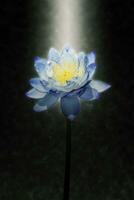 Soft focus image of Blue waterlily Hybrid flower. photo