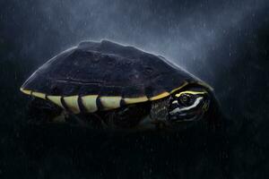 Snail-eating turtle in the rains. photo