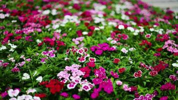 cerca arriba de algunos dianthus chinensis, flores creciente en jardín con hojas y suelo, selectivo creciente. dianthus chinensis, comúnmente conocido como arco iris rosado o China rosado. video