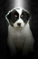 Soft focus image of Cute puppy sitting in the light. photo