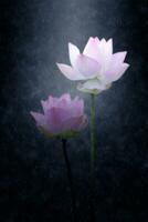 Two Blooming lotus flower in the rains. photo