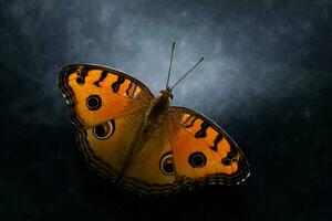 Butterfly name Peacock Pansy in the rains. photo