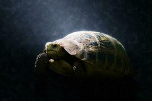 Wild turtles in the rains. photo