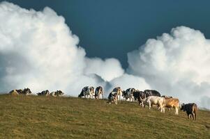 Flock of cows in the meadow photo