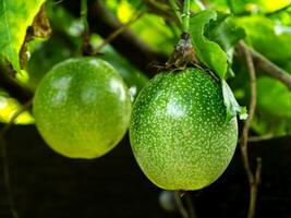 Close up of passion fruit on the vine photo