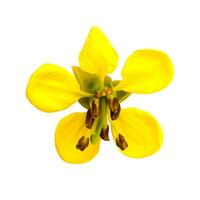 cassod tree, cassia siamea or siamese senna is yellow flower which is herb plant photo