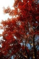 rojo hoja en otoño estación. foto