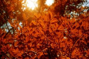 naturaleza en otoño temporada con luz de sol foto