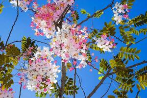 Wishing tree, pink shower, cassia bakeriana craib. Thailand. photo