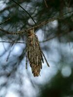 crisálida de un oruga en pino sucursales. foto