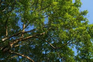 Big tree with green leaf in the summer season. photo