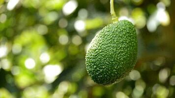 hasse Avocado Obst hängend im ein Avocado Baum video