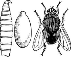 Blue Bottle Fly Stages, vintage illustration. vector