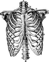 Thorax Skeleton, vintage illustration. vector