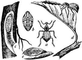 Apple Root Weevil, vintage illustration. vector