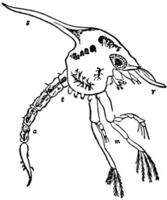 Zoea of Common Shore Crab, vintage illustration. vector